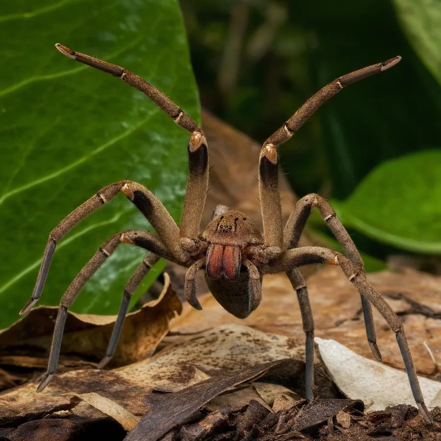 Araña bananera (Phoneutria nigriventer) — imagen original Agroambiental para identificación orientativa