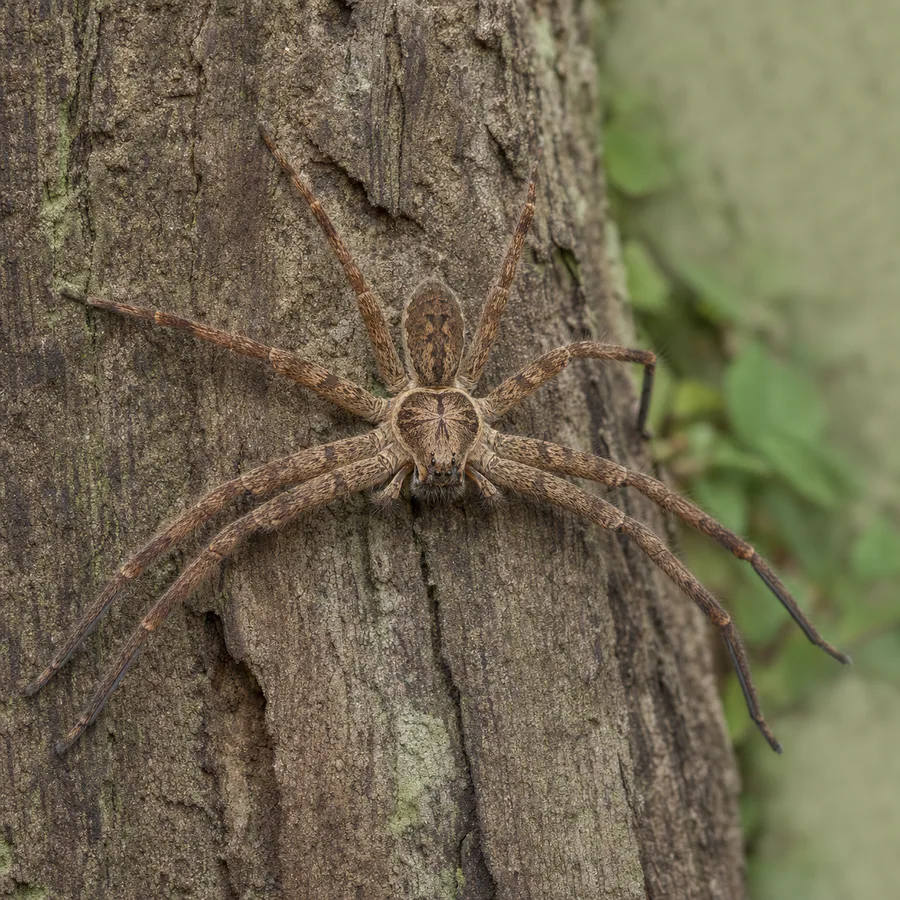 Araña cazadora grande (Polybetes pythagoricus) — imagen original Agroambiental para identificación orientativa