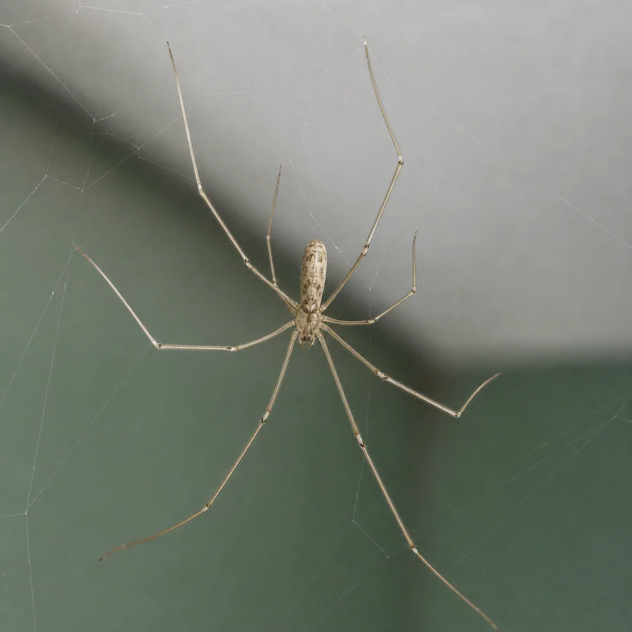 Araña de patas largas (Pholcidae) — imagen original Agroambiental para identificación orientativa