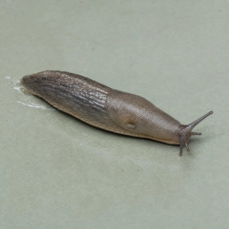 Babosa gris (Deroceras spp.) — imagen original Agroambiental para identificación orientativa