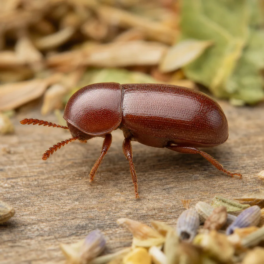 Escarabajo del tabaco (Lasioderma serricorne) — imagen original Agroambiental para identificación orientativa