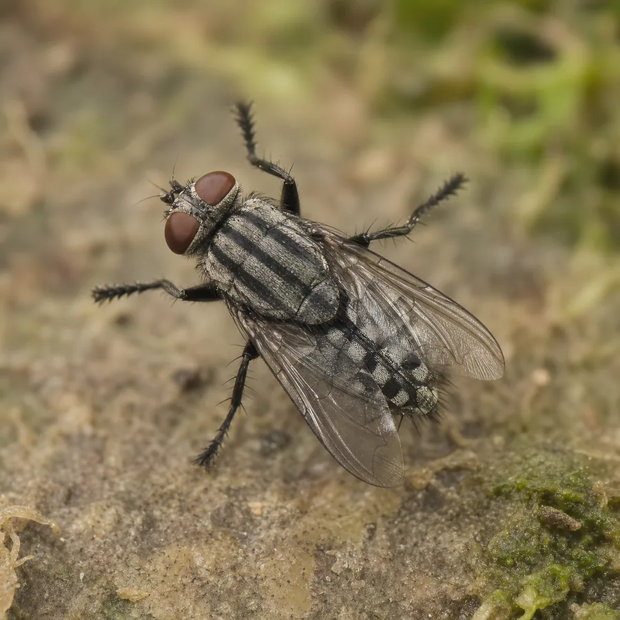 Mosca de la carne (Sarcophagidae) — imagen original Agroambiental para identificación orientativa