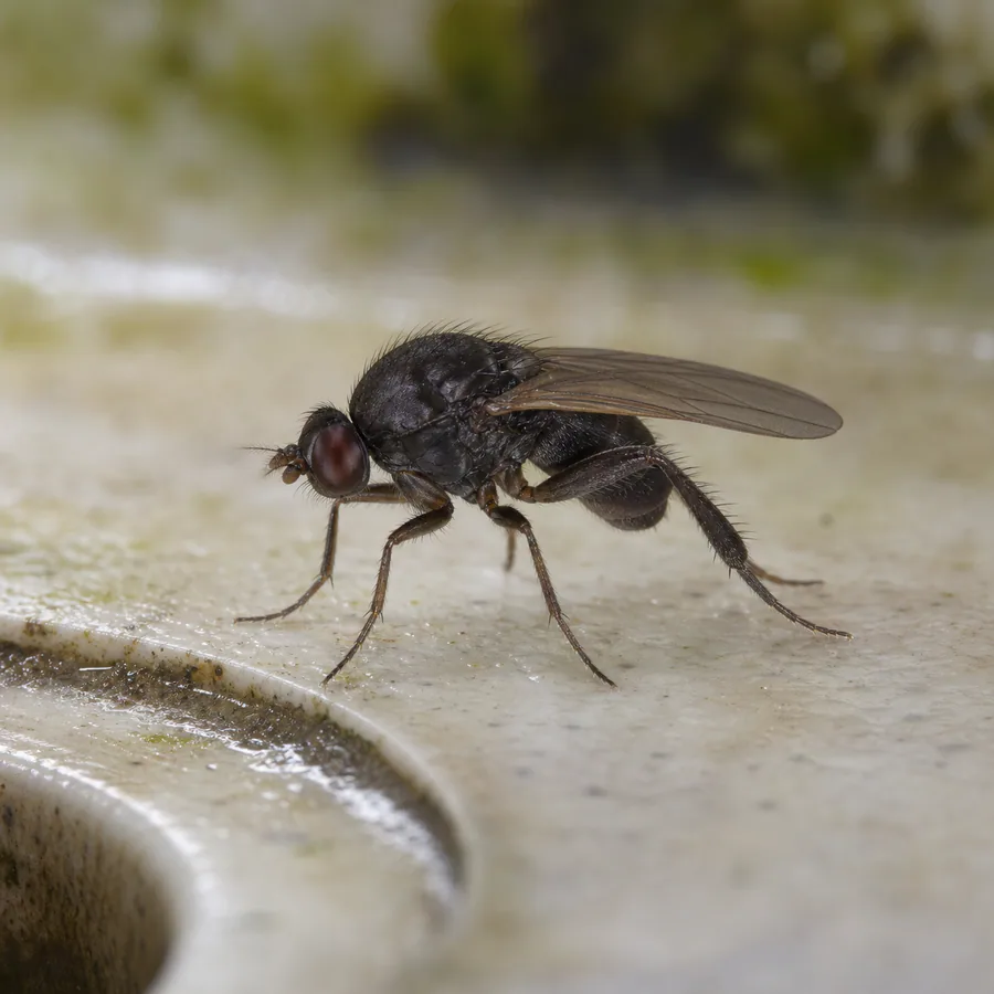 Mosca fórida (Megaselia spp.) — imagen original Agroambiental para identificación orientativa
