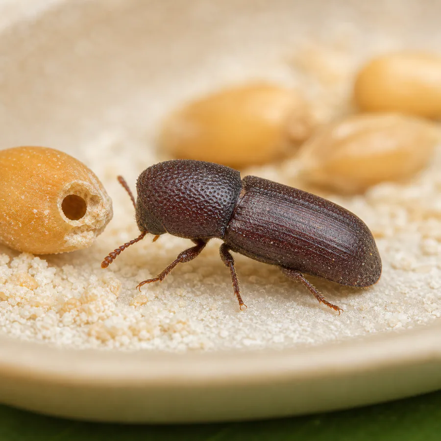 Taladrillo de los granos (Rhyzopertha dominica) — imagen original Agroambiental para identificación orientativa
