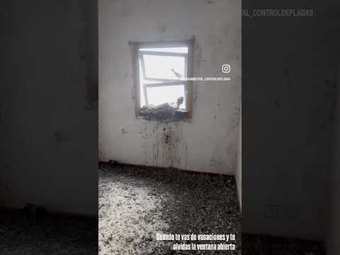 Trabajo real de saneamiento y desinfección de un espacio afectado por aves en Mar del Plata