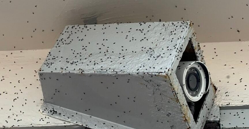 Invasión de pequeños insectos en Mar del Plata: ¿por qué aparecieron miles de “mosquitas” este viernes?