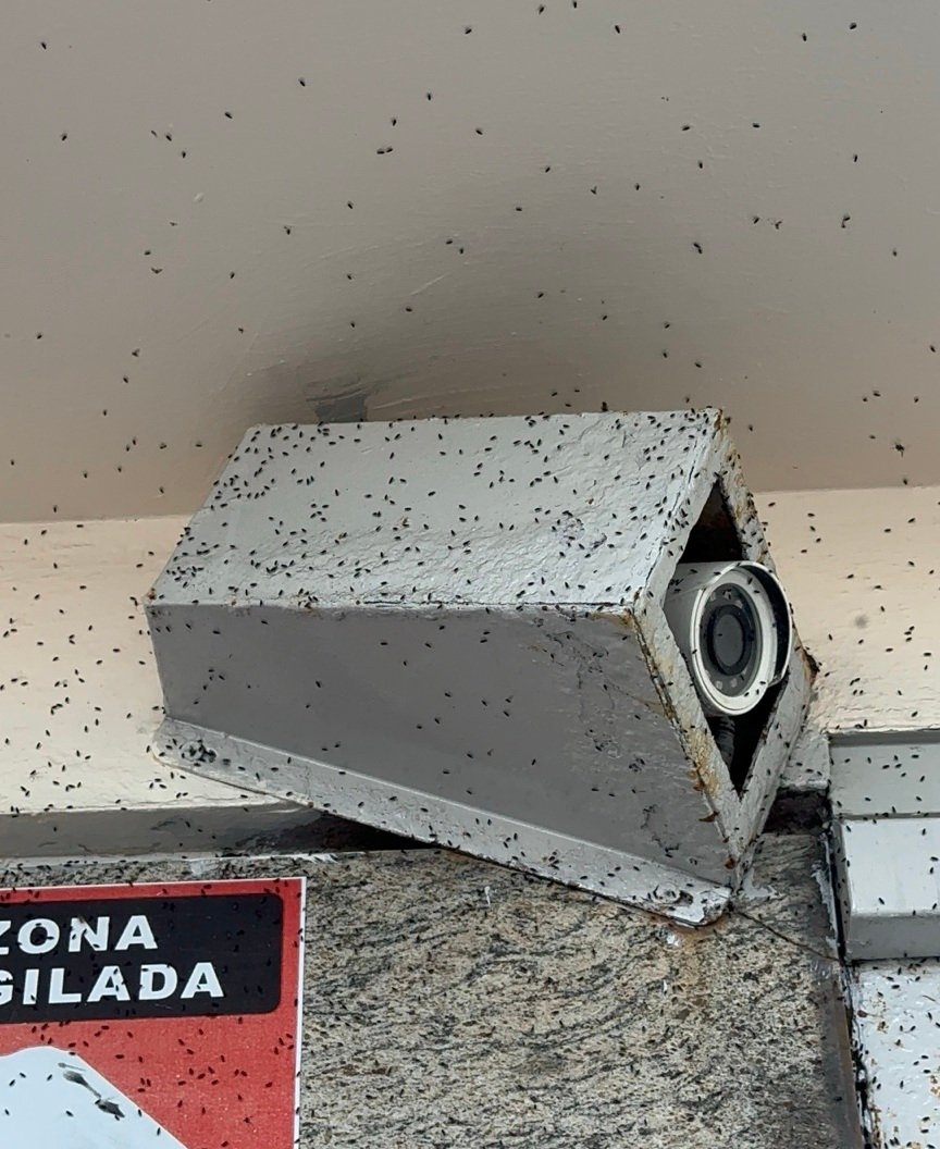 Invasión de pequeños insectos en Mar del Plata: ¿por qué aparecieron miles de “mosquitas” este viernes?