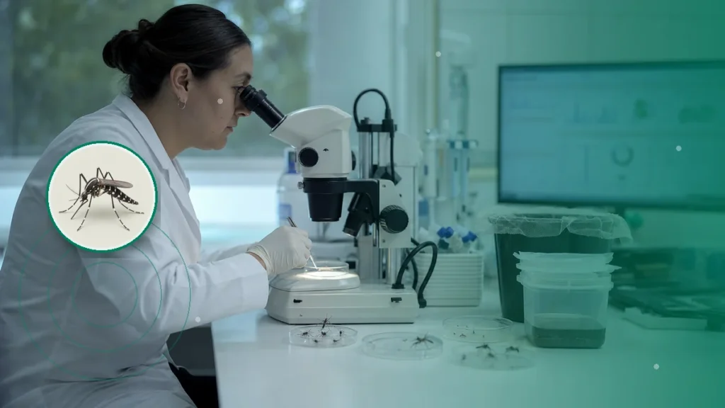 Investigadora examinando mosquitos en un laboratorio entomológico. Tema: Chikungunya: vigilancia genómica y diagnóstico frente a un vector compartido (Argentina)